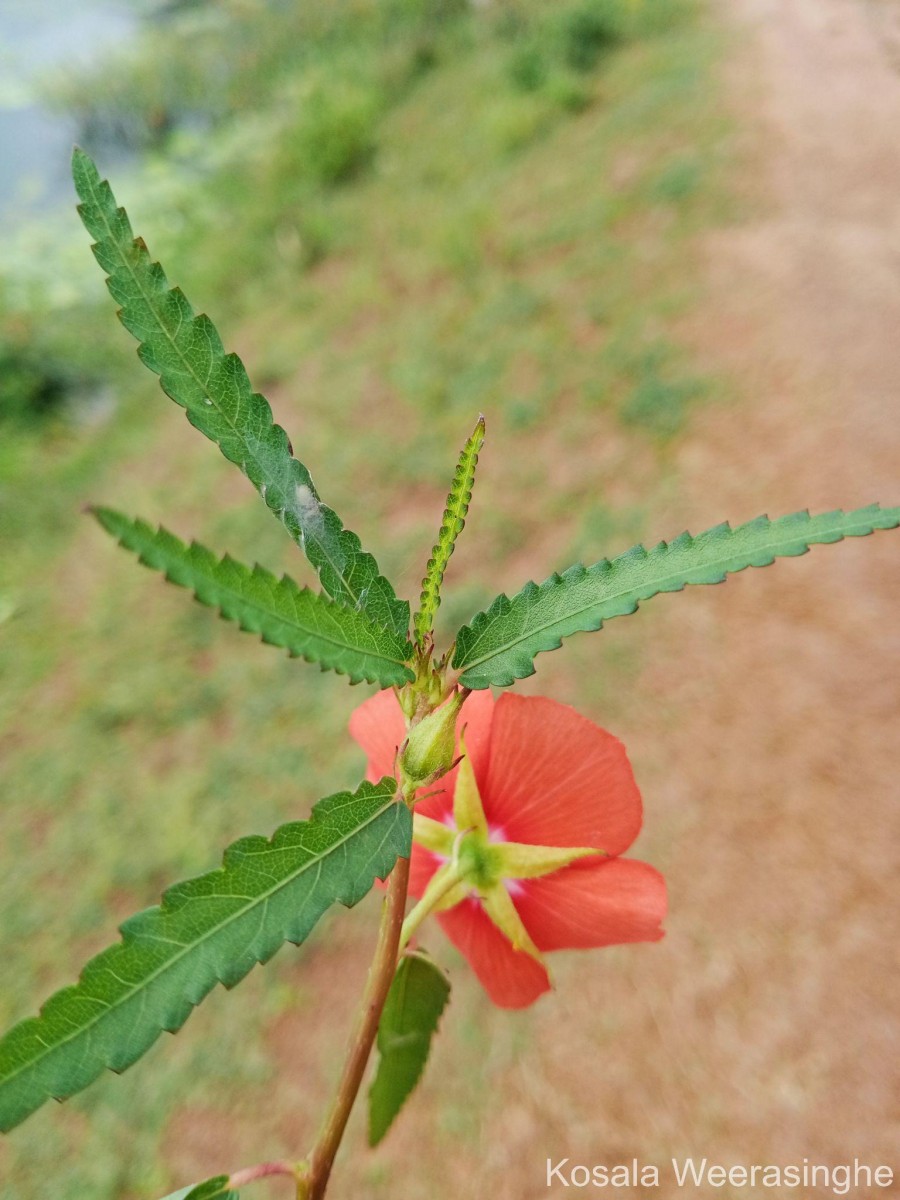 Pentapetes phoenicea L.